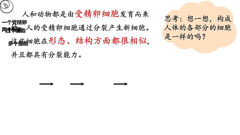 初中  生物  人教版（2024）  七年级上册  第一单元 生物和细胞  第三章 第二节 动物体的结构层次 课件第2页