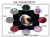 初中  生物  人教版（2024）  七年级上册  第一单元 生物和细胞  第三章 第二节 动物体的结构层次 课件