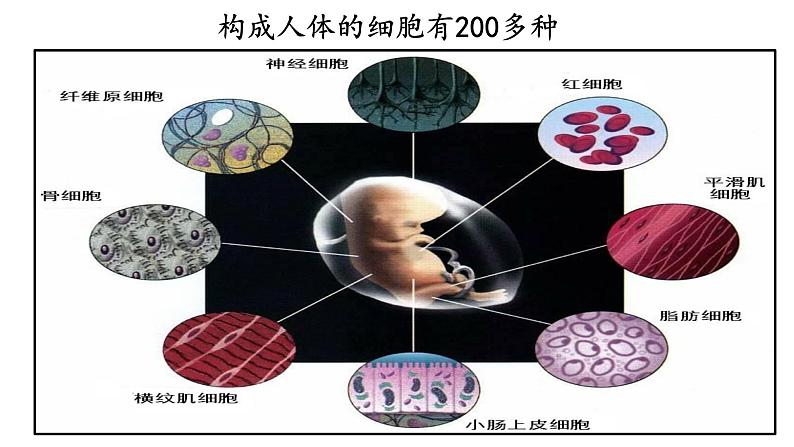 初中  生物  人教版（2024）  七年级上册  第一单元 生物和细胞  第三章 第二节 动物体的结构层次 课件第3页