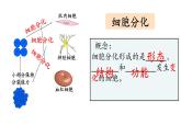 初中  生物  人教版（2024）  七年级上册  第一单元 生物和细胞  第三章 第二节 动物体的结构层次 课件
