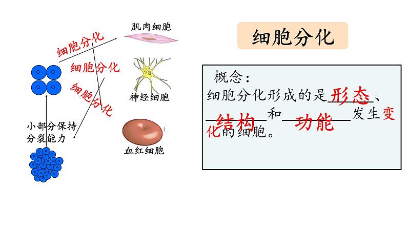 初中  生物  人教版（2024）  七年级上册  第一单元 生物和细胞  第三章 第二节 动物体的结构层次 课件第5页