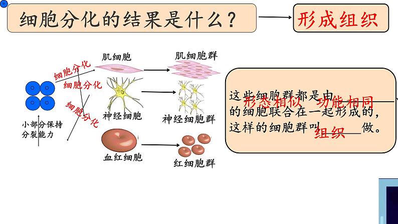 初中  生物  人教版（2024）  七年级上册  第一单元 生物和细胞  第三章 第二节 动物体的结构层次 课件第6页