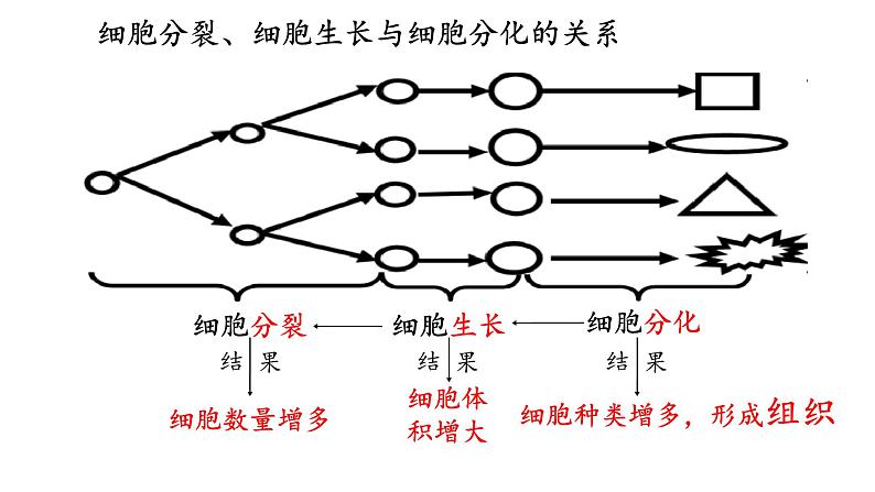 初中  生物  人教版（2024）  七年级上册  第一单元 生物和细胞  第三章 第二节 动物体的结构层次 课件第7页