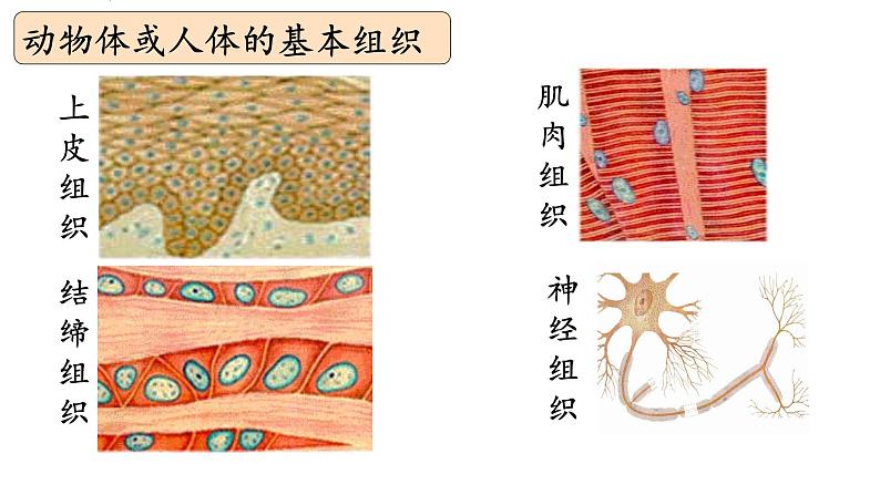 初中  生物  人教版（2024）  七年级上册  第一单元 生物和细胞  第三章 第二节 动物体的结构层次 课件第8页