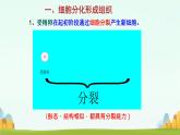 初中  生物  人教版（2024）  七年级上册  第一单元 生物和细胞  第三章第二节 动物体的结构层次 课件