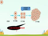 初中  生物  人教版（2024）  七年级上册  第一单元 生物和细胞  第三章第二节 动物体的结构层次 课件