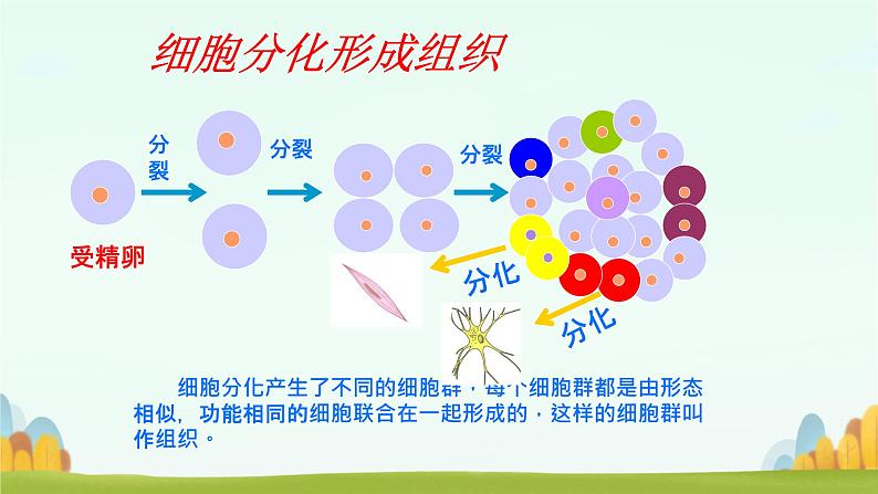 初中  生物  人教版（2024）  七年级上册  第一单元 生物和细胞  第三章第二节 动物体的结构层次 课件第5页