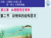 初中  生物  人教版（2024）  七年级上册  第一单元 生物和细胞  第三章第二节 动物体的结构层次 课件
