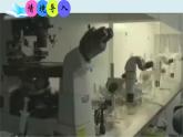 初中  生物  人教版（2024）  七年级上册  第一单元 生物和细胞  第三章第二节 动物体的结构层次 课件