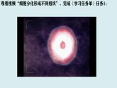 初中  生物  人教版（2024）  七年级上册  第一单元 生物和细胞  第三章第二节 动物体的结构层次 课件