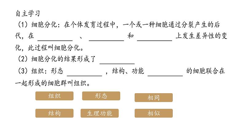 初中  生物  人教版（2024）  七年级上册  第一单元 生物和细胞  第三章第二节 动物体的结构层次 课件第4页