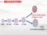 初中  生物  人教版（2024）  七年级上册  第一单元 生物和细胞  第三章第二节 动物体的结构层次 课件