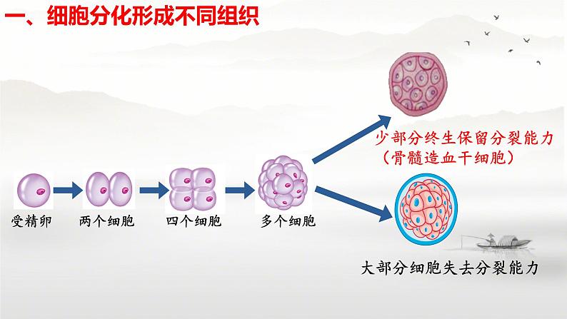 初中  生物  人教版（2024）  七年级上册  第一单元 生物和细胞  第三章第二节 动物体的结构层次 课件第5页