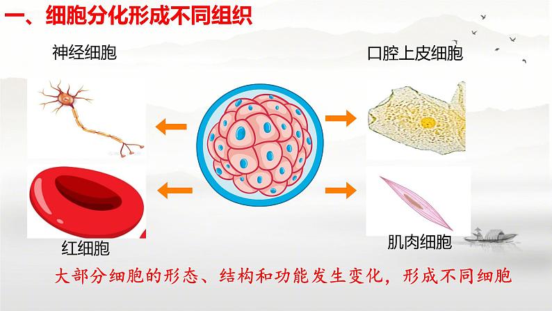 初中  生物  人教版（2024）  七年级上册  第一单元 生物和细胞  第三章第二节 动物体的结构层次 课件第6页