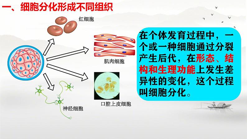 初中  生物  人教版（2024）  七年级上册  第一单元 生物和细胞  第三章第二节 动物体的结构层次 课件第7页