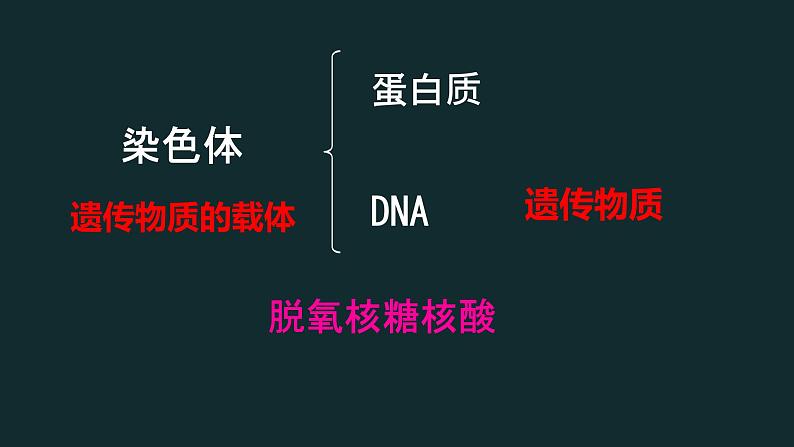 初中  生物  人教版（2024）  七年级上册  第一单元 生物和细胞  第三章第二节 动物体的结构层次 课件第4页