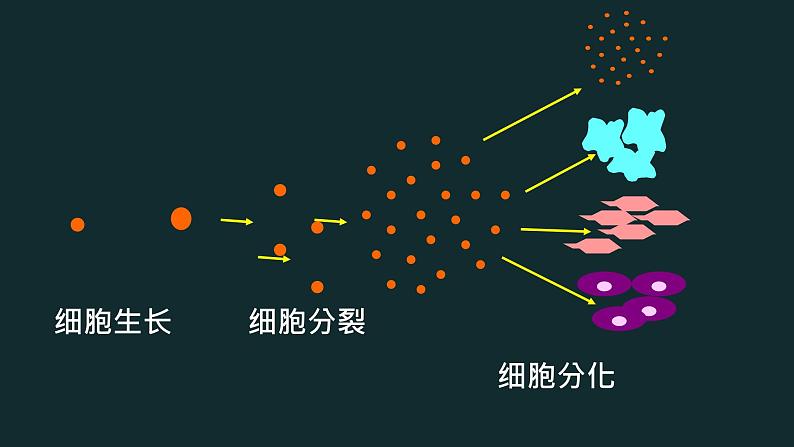 初中  生物  人教版（2024）  七年级上册  第一单元 生物和细胞  第三章第二节 动物体的结构层次 课件第7页