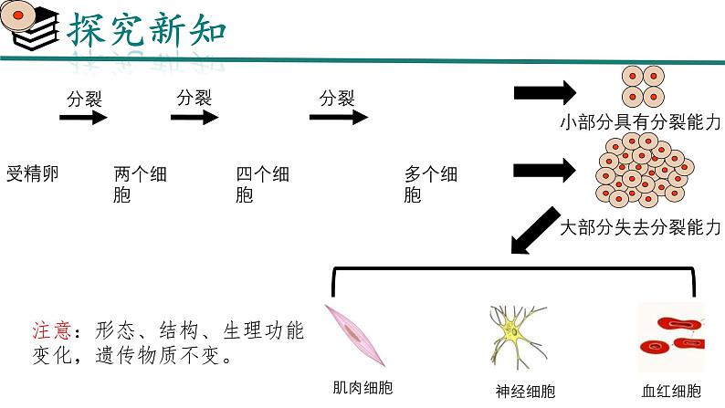 初中  生物  人教版（2024）  七年级上册  第一单元 生物和细胞  第三章第二节 动物体的结构层次 课件第6页