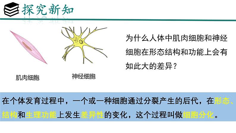 初中  生物  人教版（2024）  七年级上册  第一单元 生物和细胞  第三章第二节 动物体的结构层次 课件第7页