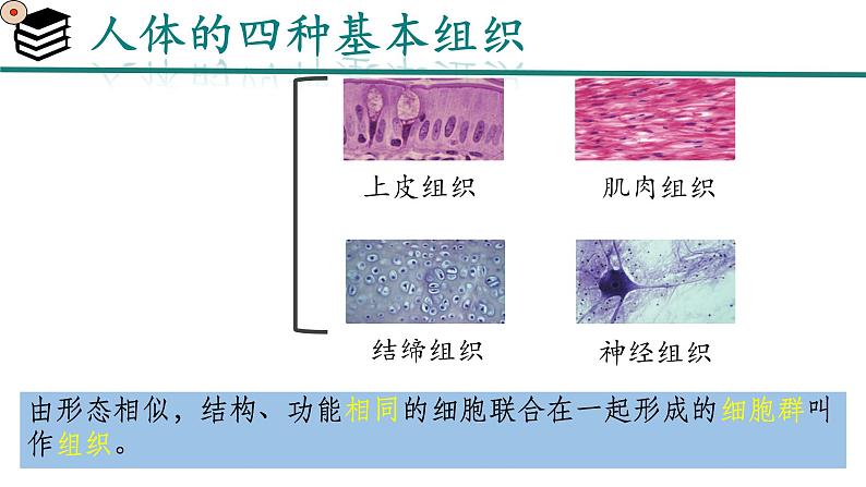 初中  生物  人教版（2024）  七年级上册  第一单元 生物和细胞  第三章第二节 动物体的结构层次 课件第8页