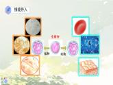 初中  生物  人教版（2024）  七年级上册  第一单元 生物和细胞  第三章第二节 动物体的结构层次 课件