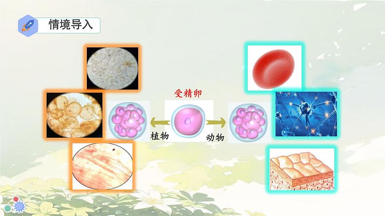 初中  生物  人教版（2024）  七年级上册  第一单元 生物和细胞  第三章第二节 动物体的结构层次 课件第4页