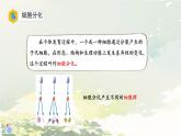 初中  生物  人教版（2024）  七年级上册  第一单元 生物和细胞  第三章第二节 动物体的结构层次 课件