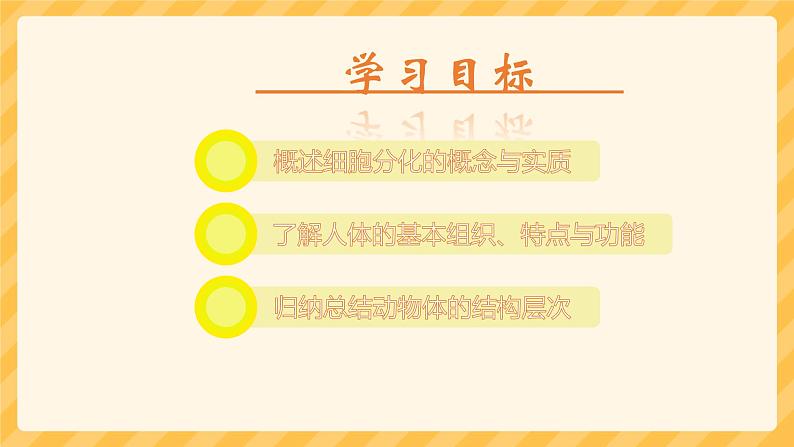 初中  生物  人教版（2024）  七年级上册  第一单元 生物和细胞  第三章第二节 动物体的结构层次 课件第2页