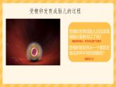 初中  生物  人教版（2024）  七年级上册  第一单元 生物和细胞  第三章第二节 动物体的结构层次 课件