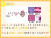 初中  生物  人教版（2024）  七年级上册  第一单元 生物和细胞  第三章第二节 动物体的结构层次 课件