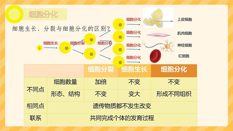 初中  生物  人教版（2024）  七年级上册  第一单元 生物和细胞  第三章第二节 动物体的结构层次 课件第5页