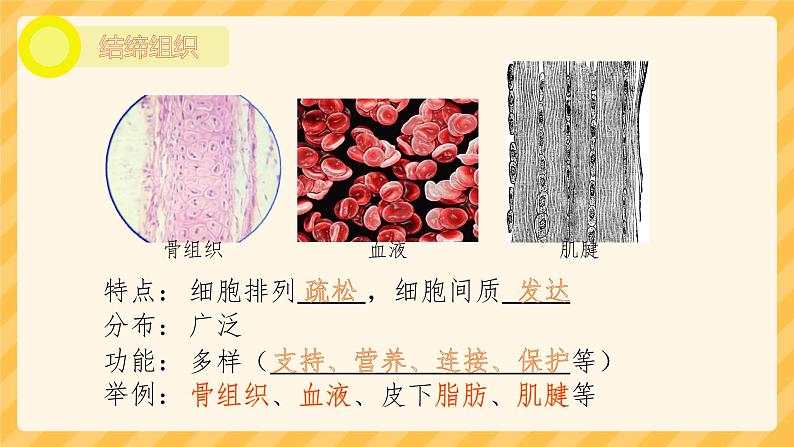 初中  生物  人教版（2024）  七年级上册  第一单元 生物和细胞  第三章第二节 动物体的结构层次 课件第7页