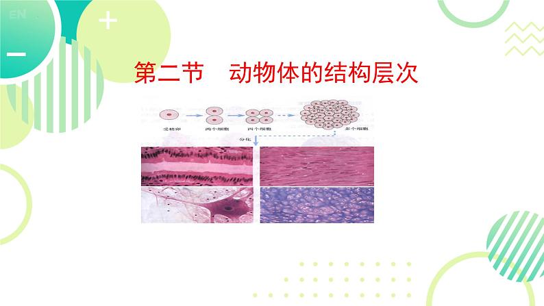 初中  生物  人教版（2024）  七年级上册  第一单元 生物和细胞  第三章第二节 动物体的结构层次 课件第1页