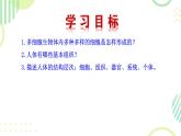 初中  生物  人教版（2024）  七年级上册  第一单元 生物和细胞  第三章第二节 动物体的结构层次 课件