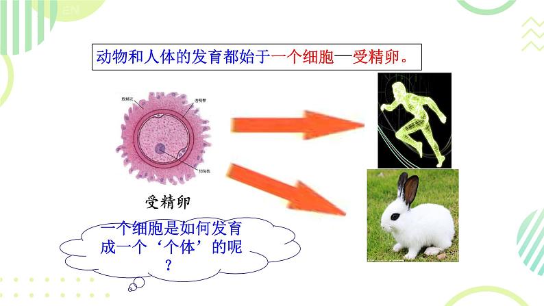 初中  生物  人教版（2024）  七年级上册  第一单元 生物和细胞  第三章第二节 动物体的结构层次 课件第4页