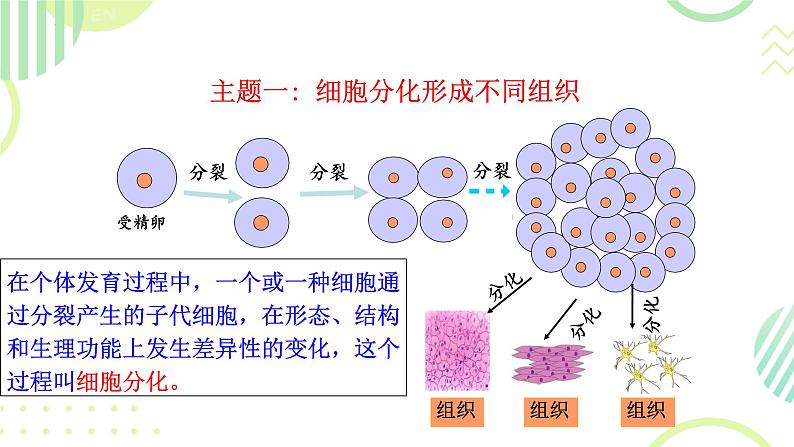 初中  生物  人教版（2024）  七年级上册  第一单元 生物和细胞  第三章第二节 动物体的结构层次 课件第5页