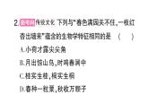 初中生物新人教版七年級上冊第一單元第一、二章 總結(jié)訓練作業(yè)課件2024秋