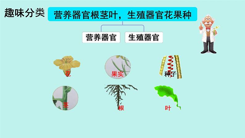 初中  生物  人教版（2024）  七年级上册  第一单元 生物和细胞  第三章 第三节 植物体的结构层次 课件第7页