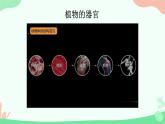 初中  生物  人教版（2024）  七年级上册  第一单元 生物和细胞  第三章第三节 植物体的结构层次 课件