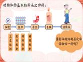 初中  生物  人教版（2024）  七年级上册  第一单元 生物和细胞  第三章第三节 植物体的结构层次 课件