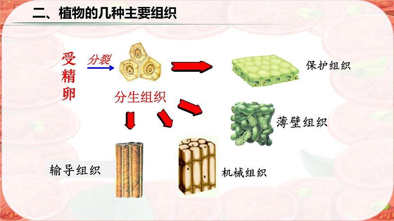 初中  生物  人教版（2024）  七年级上册  第一单元 生物和细胞  第三章第三节 植物体的结构层次 课件08