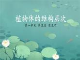 初中  生物  人教版（2024）  七年级上册  第一单元 生物和细胞  第三章第三节 植物体的结构层次 课件