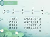 初中  生物  人教版（2024）  七年级上册  第一单元 生物和细胞  第三章第三节 植物体的结构层次 课件