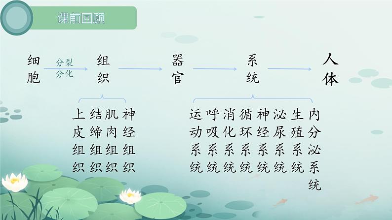 初中  生物  人教版（2024）  七年级上册  第一单元 生物和细胞  第三章第三节 植物体的结构层次 课件第3页