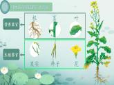初中  生物  人教版（2024）  七年级上册  第一单元 生物和细胞  第三章第三节 植物体的结构层次 课件