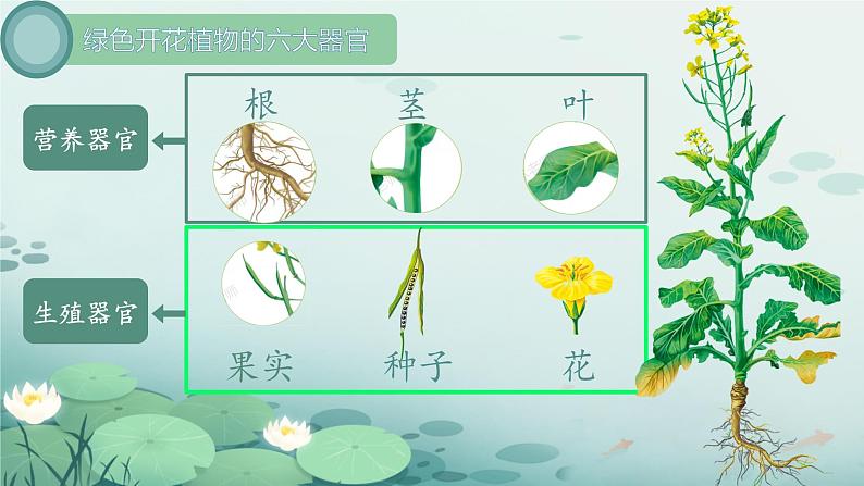 初中  生物  人教版（2024）  七年级上册  第一单元 生物和细胞  第三章第三节 植物体的结构层次 课件第4页