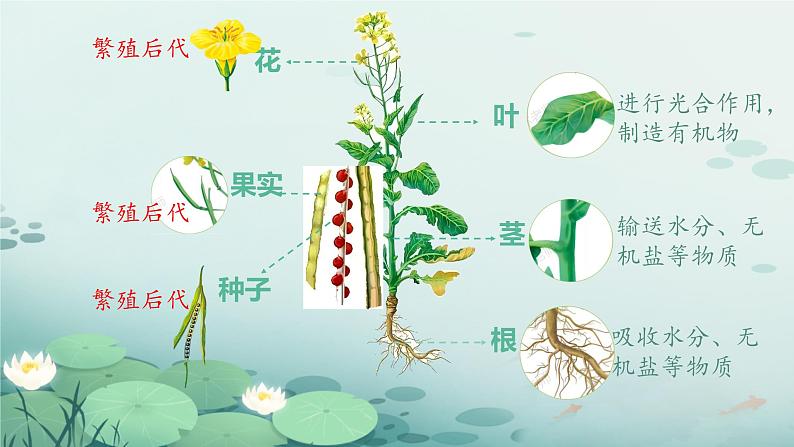 初中  生物  人教版（2024）  七年级上册  第一单元 生物和细胞  第三章第三节 植物体的结构层次 课件第5页