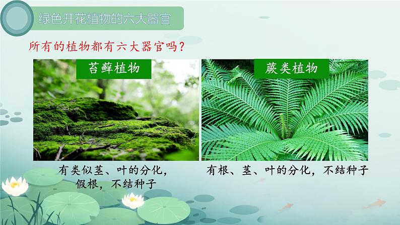 初中  生物  人教版（2024）  七年级上册  第一单元 生物和细胞  第三章第三节 植物体的结构层次 课件第7页