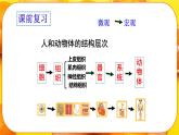 初中  生物  人教版（2024）  七年级上册  第一单元 生物和细胞  第三章第三节 植物体的结构层次 课件