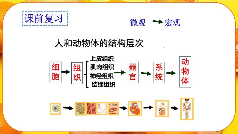 初中  生物  人教版（2024）  七年级上册  第一单元 生物和细胞  第三章第三节 植物体的结构层次 课件01